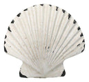 Set Of 6 Distressed White Marine Seashell Clam Brass Cabinet Door Pull Knobs