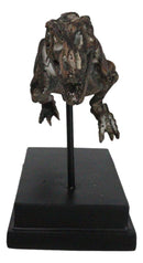 Jurassic T-Rex Tyrannosaurus Rex Dinosaur Fossil Skeleton Statue On Base Stand