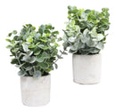 Set of 4 Realistic Artificial Botanica Boxwood Sage Bush Plant in Concrete Pots