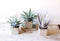 Set Of 3 Realistic Lifelike Artificial Botanica Succulents In Square Pots 11"H