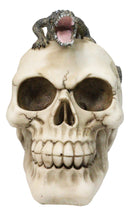 Ossuary Macabre Gothic Jointed Skull with Perching Crocodile Gator Figurine