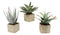 Set Of 3 Realistic Lifelike Artificial Botanica Succulents In Square Pots 11"H