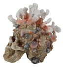 Marine Sea Explorer The Great Barrier Coral Reef Shells And Rocks Skull Figurine