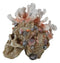 Marine Sea Explorer The Great Barrier Coral Reef Shells And Rocks Skull Figurine