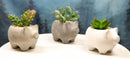 Set of 3 Realistic Artificial Botanica Succulents in Little Pigs Pot 5" High