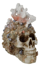 Marine Sea Explorer The Great Barrier Coral Reef Shells And Rocks Skull Figurine