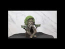 Forest God Greenman Tree Ent Backflow Incense Burner And Candleholders Figurine