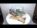 Balinese Natural Driftwood With Large Molten Glass Fruit Succulents Decor Bowl
