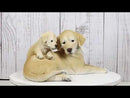 Realistic Adorable Labrador Puppy Dog Cuddling with Its Mother Family Figurine