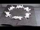 Set Of 6 Antique White Beach Crabs Ocean Marine Wall Hanger Decor Tree Ornaments