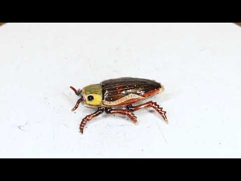 Brown Firefly Crystal Trinket Box