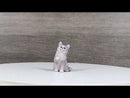 Realistic Feline British Shorthair Grey Kitty Cat Kitten Pawing Mini Figurine