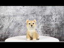 Lifelike Realistic Japanese Shiba Inu Puppy Dog Figurine With Glass Eyes 5"H