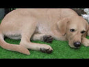 Large Realistic Sleeping Yellow Labrador Retriever Statue 21"H Golden Retriever