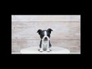 Realistic Miniature Boston Terrier Puppy Statue 6.25"Tall Animal Dog Collectible