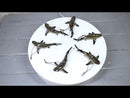 Set Of 6 Great White Sharks Ocean Marine Wall Hanging Decor Tree Ornaments