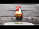 Rustic Western Country Farm White Breasted Chicken Rooster Figurine