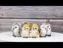 Set Of 12 Colorful Ancient Wisdom Of The Forest Woodlands Owls Mini Figurines