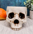 Halloween Skeleton Half Skull Bowl Treat Holder Figurine Homosapien Skull Statue