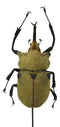 Entomology Elephant Beetle Faux Taxidermy Sculpture in Glass Dome Cloche Display