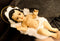 Catholic Christian Nativity Infant Baby Jesus With Golden Halo Large 18"L Statue