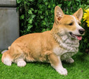 Large 18.5" Long Sitting Realistic Lifelike Welsh Corgi Dog Statue Home Decor