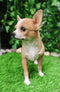 Lifelike Shorthair Deer Head Chihuahua Dog Statue 9.5"Long With Glass Eyes