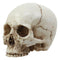 Small Half Jaw Homo Sapiens Skull Figurine Miniature Skull Cranium Sculpture