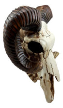 Large Bighorn Ram Skull Wall Decor 11" Wide Taxidermy Hanging Sculpture Plaque