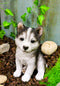 Ebros Lifelike Siberian Husky Sled Dog Puppy Sitting Figurine 6.75"H Animal Pet