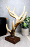 Ebros Rustic Buck Deer Antler Jewelry Accessories Holder Hook Stand 10.25"H