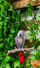 Hanging Grey Macaw Parrot Bird Perching On Branch With Metal Round Ring 13.5" H