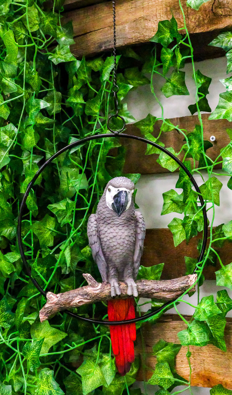 Hanging Grey Macaw Parrot Bird Perching On Branch With Metal Round Ring 13.5" H