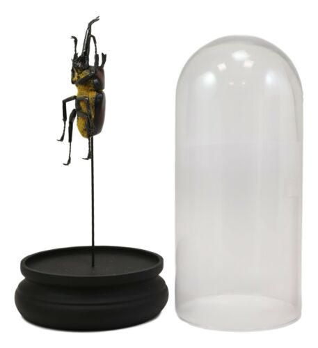 Entomology Rhino Beetle Faux Taxidermy Sculpture in Victorian Glass Dome Cloche