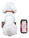Ebros Realistic White French Poodle Dog Fifi Welcome Greeter Statue With Jingle Collar