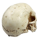 Ebros Paleoanthropology Homosapien Mini Skull Collectible Figurine 4.5"L