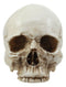 Small Half Jaw Homo Sapiens Skull Figurine Miniature Skull Cranium Sculpture