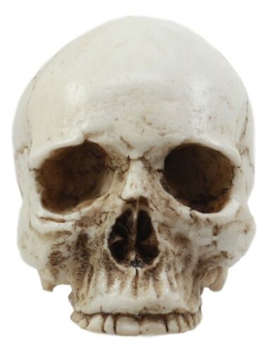 Small Half Jaw Homo Sapiens Skull Figurine Miniature Skull Cranium Sculpture