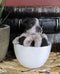 Ebros Realistic Mini Boston Terrier Teacup Statue 2.5"H Pet Pal Tuxedo Gentleman Dog