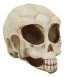 Ebros Roswell UFO Alien Honeycomb Elongated Skull 8" Long Skeleton Head Figurine