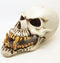 Ebros Large Dragon Demon Skull Skeleton Figurine 9.5" Long Novelty Halloween Decor