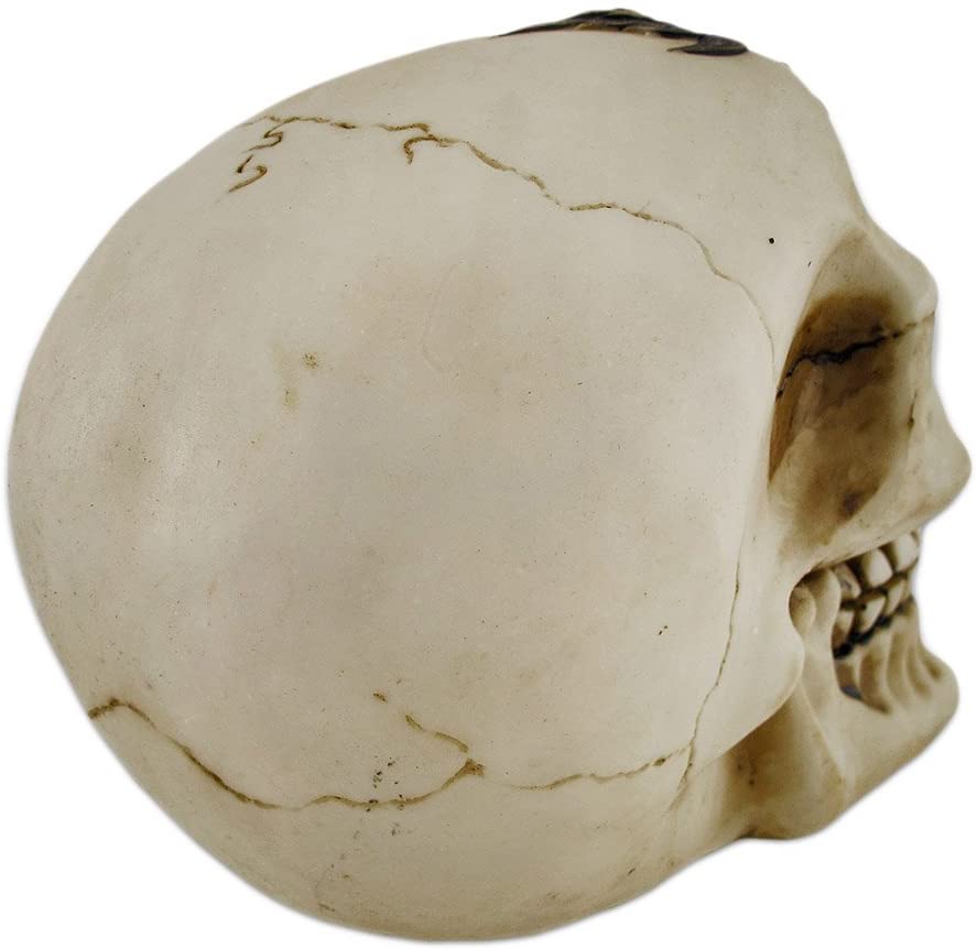 Skull with Red Jeweled Headpiece Statue 6"L Collectible Home Decor