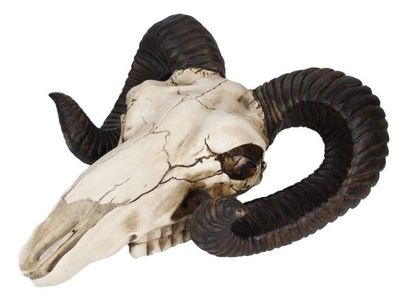 Large Bighorn Ram Skull Wall Decor 11" Wide Taxidermy Hanging Sculpture Plaque