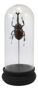Entomology Rhino Beetle Faux Taxidermy Sculpture in Victorian Glass Dome Cloche