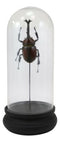 Entomology Rhino Beetle Faux Taxidermy Sculpture in Victorian Glass Dome Cloche