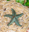 Ebros Cast Iron Sea Star Shell Starfish in Rustic Bronze Finish 3.75" Wide (6)