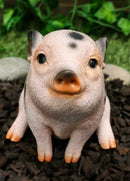 Ebros Napoleon Fat Piglet Pig Statue 6" Long with Glass Eyes Piggy Figurine