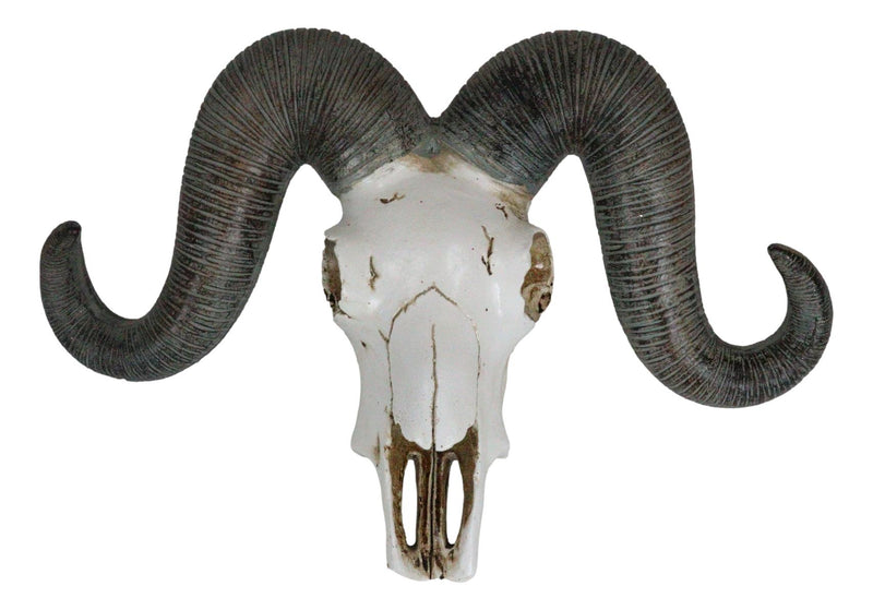 Rustic Majestic Texas Corsican Ram Skull With Horns Wall Decor Trophy 13"Wide