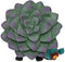 Ebros Furry Bones Echy The Succulent Plant Pot With Cactus Skeleton Figurine