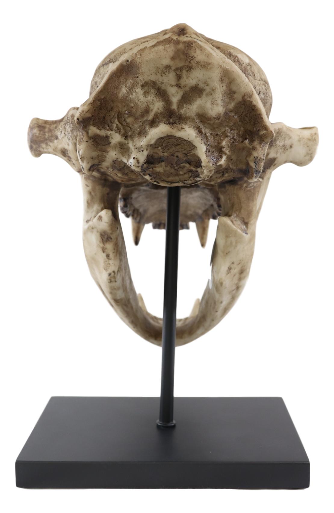 Ebros Faux Taxidermy Black Bear Skull Baring Teeth Statue On Pole Mount Display